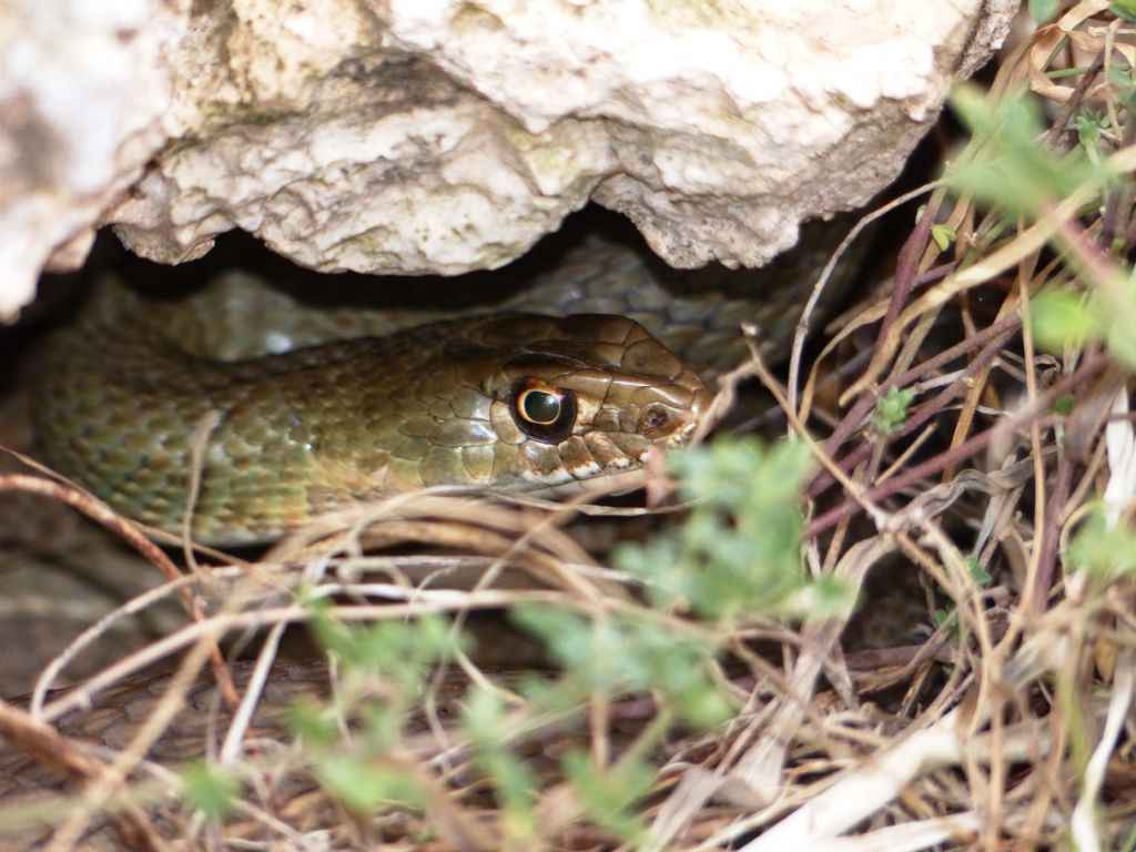 Colubro di Lampedusa Malpolon insignitus